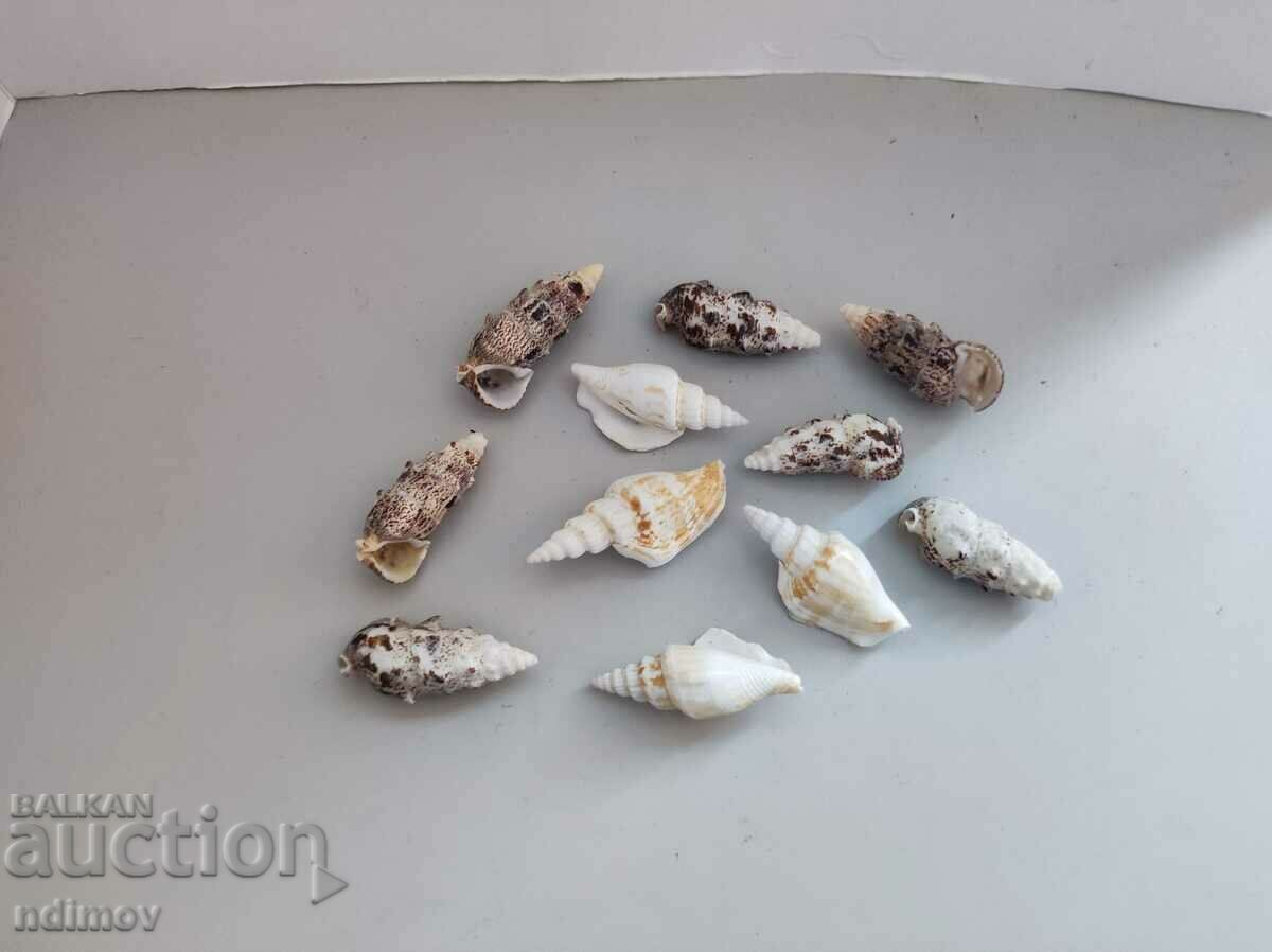 Delivery of Lot snail conch clam rapan Delivery of Lot snail conch clam rapan