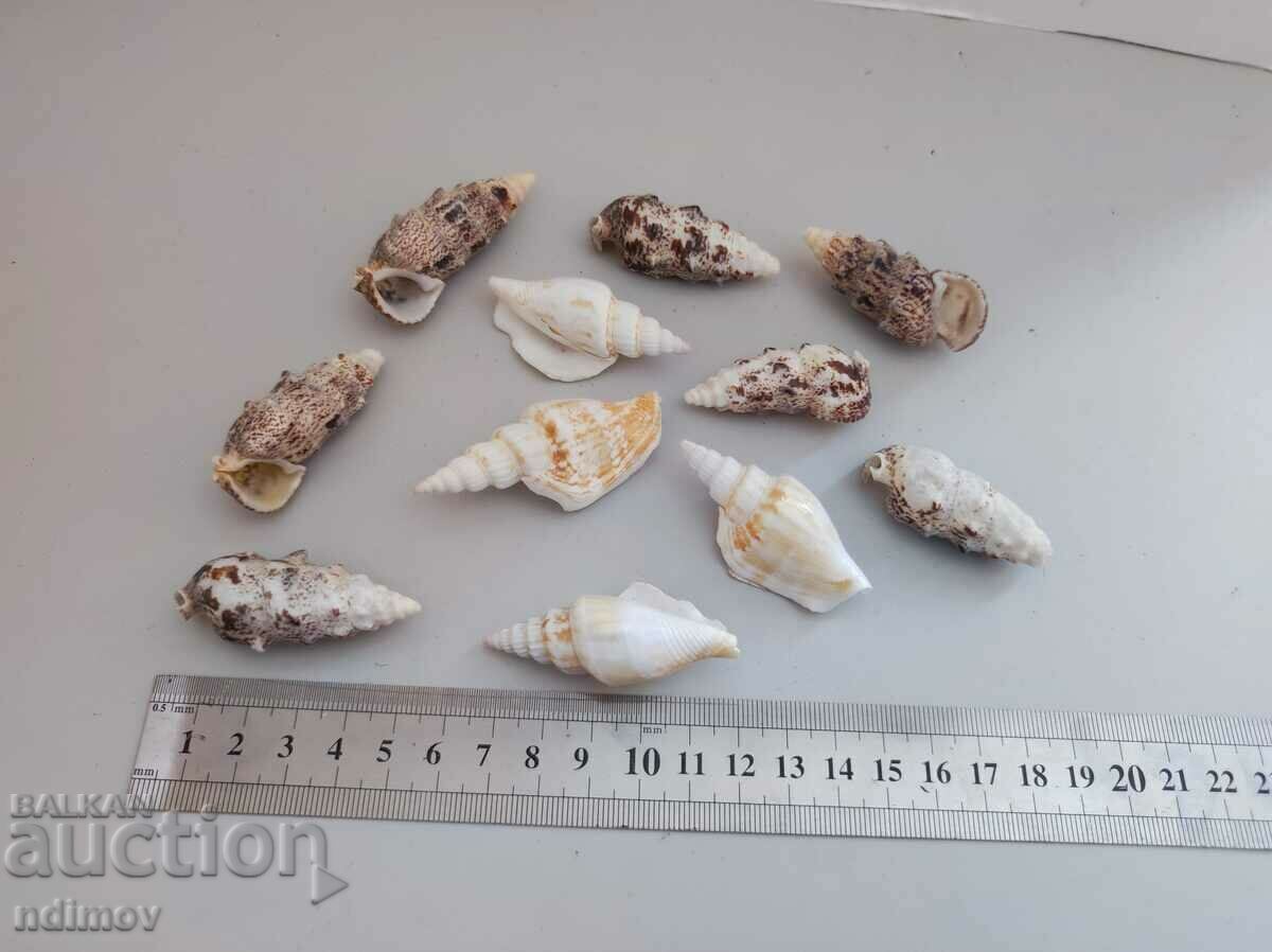 Lot snail conch clam rapan Lot snail conch clam rapan