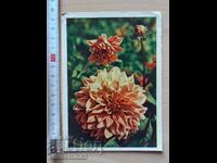 Card Flowers Carte poștală Flori