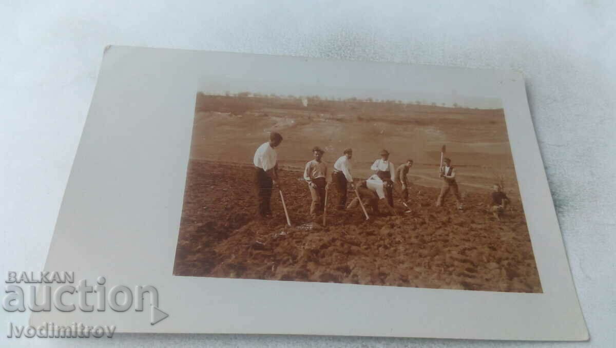 Imagine Bărbați cu sape pe câmp