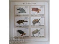 Chambers - fauna, sea turtles