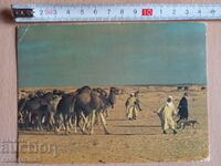 Картичка Тунис   Postcard Tunis/Tunisienne