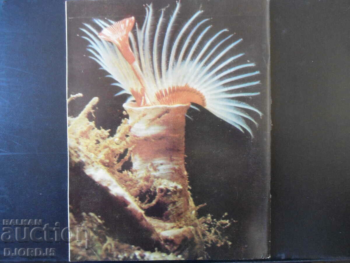 Cosmos magazine, issue 2, 1980. with price 2.50 BGN | € 1.28 Cosmos magazine, issue 2, 1980. with price 2.50 BGN | € 1.28