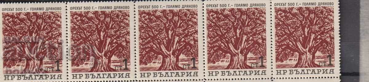 BK 1559 1 century Centuries-old trees, the walnut in the village of G.Dryanovo lanta