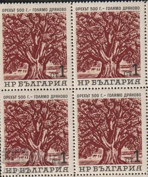 BK 1559 1 τετραγωνικό τετράγωνο οικολογικών δέντρων, η καρυδιά στο χωριό Dryanovo