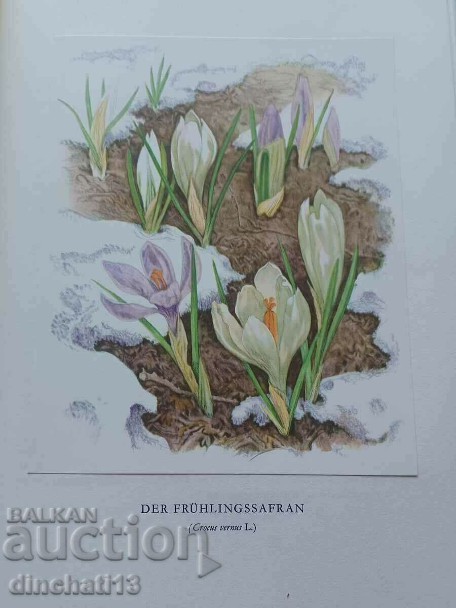 Auction Berg-Blumen der Heimat. Mountain flowers Switzerland Auction Berg-Blumen der Heimat. Mountain flowers Switzerland