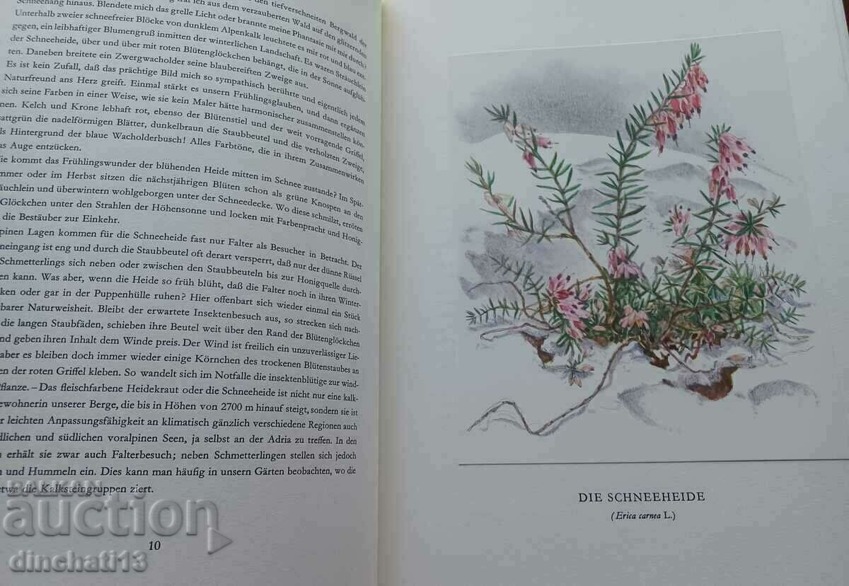 Delivery of Berg-Blumen der Heimat. Mountain flowers Switzerland Delivery of Berg-Blumen der Heimat. Mountain flowers Switzerland