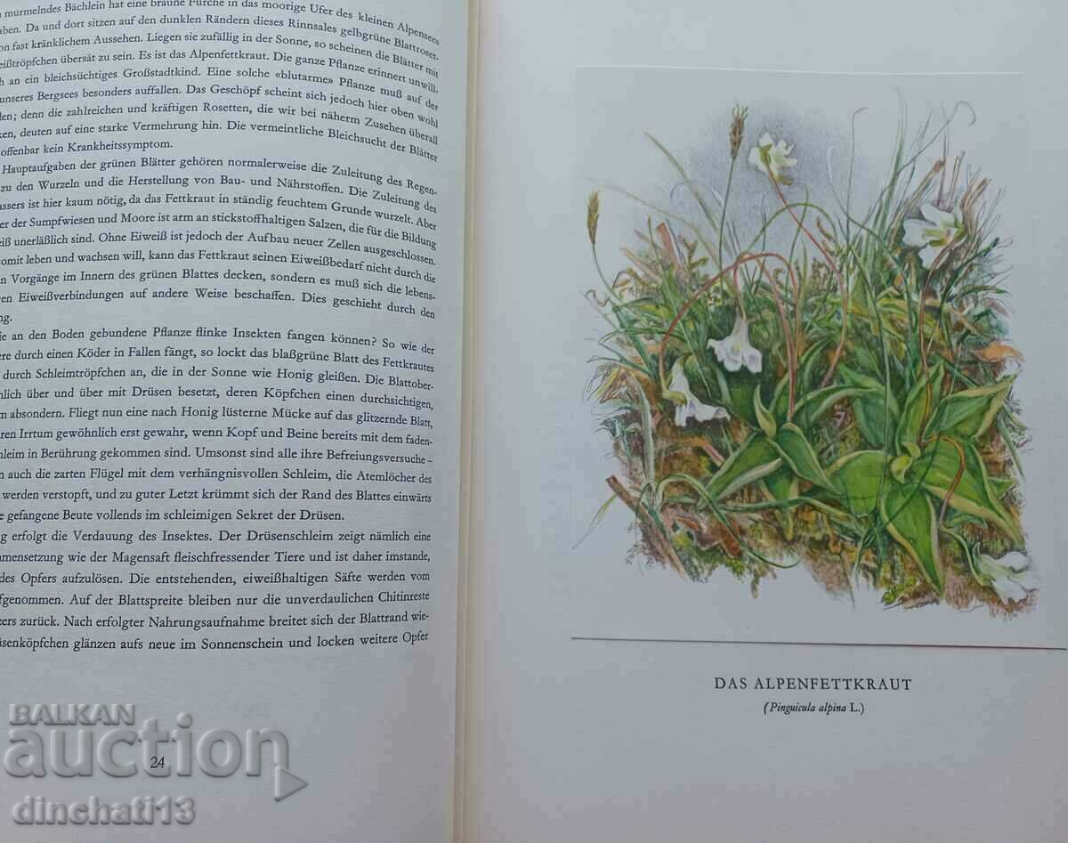 Berg-Blumen der Heimat. Mountain flowers Switzerland - 5 Berg-Blumen der Heimat. Mountain flowers Switzerland - 5