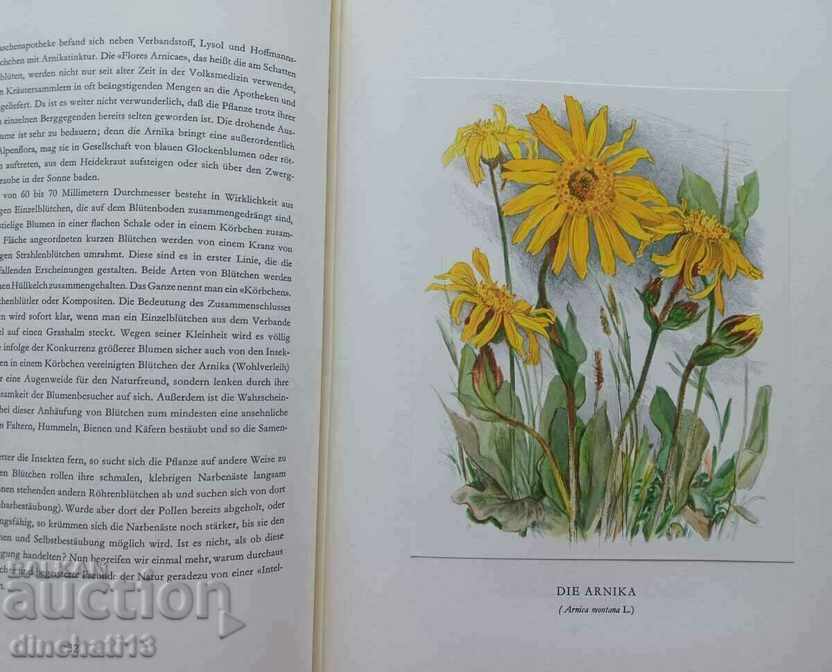 Berg-Blumen der Heimat. Mountain flowers Switzerland - 6 Berg-Blumen der Heimat. Mountain flowers Switzerland - 6