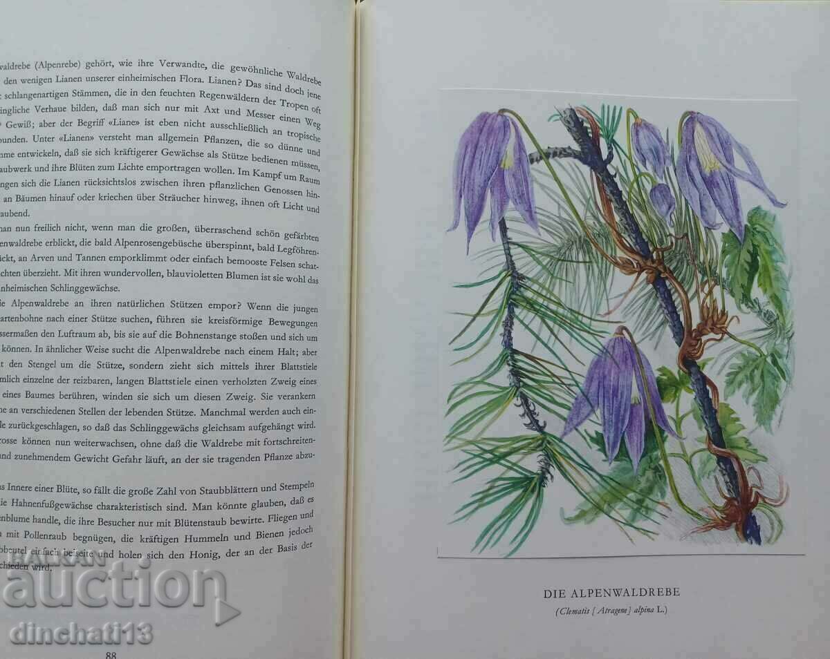 Berg-Blumen der Heimat. Mountain flowers Switzerland - 7 Berg-Blumen der Heimat. Mountain flowers Switzerland - 7