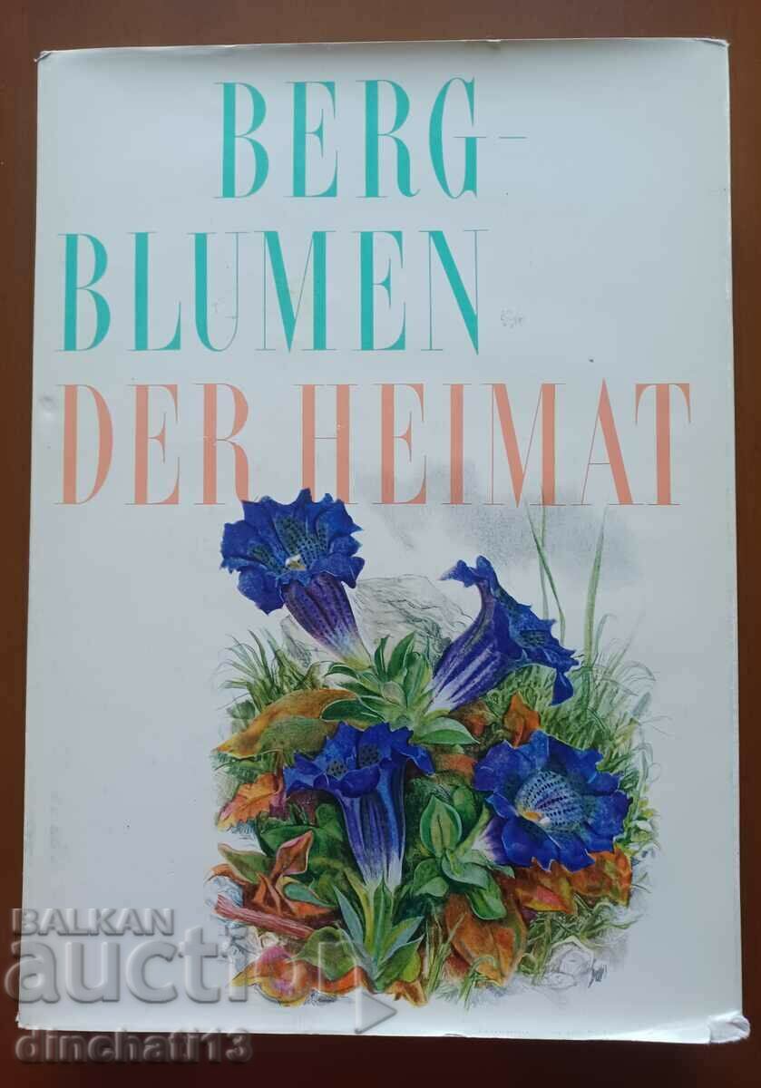 Berg-Blumen der Heimat. Λουλούδια του βουνού Ελβετία