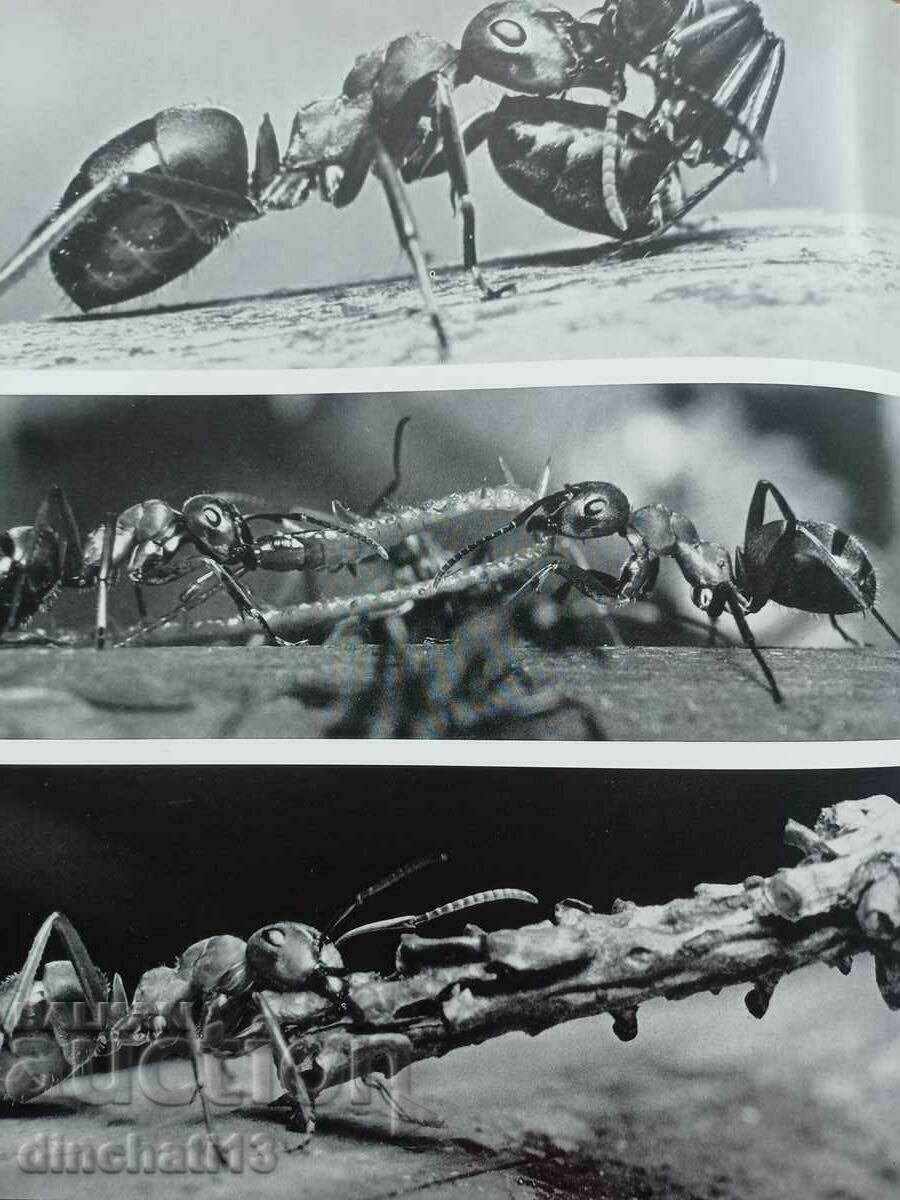 Auction Der Wald ist voller Wunder: Doering. Hornsmann. The forest Auction Der Wald ist voller Wunder: Doering. Hornsmann. The forest