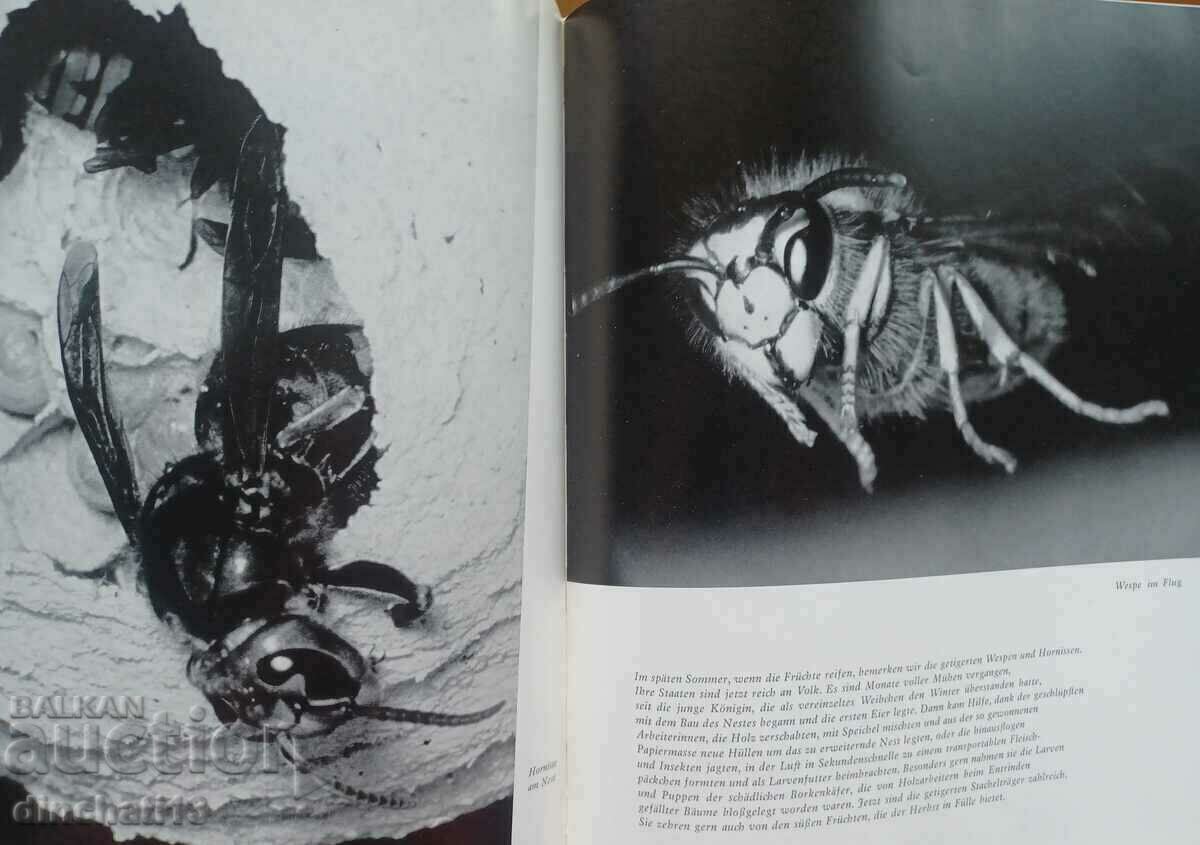 Delivery of Der Wald ist voller Wunder: Doering. Hornsmann. The forest Delivery of Der Wald ist voller Wunder: Doering. Hornsmann. The forest