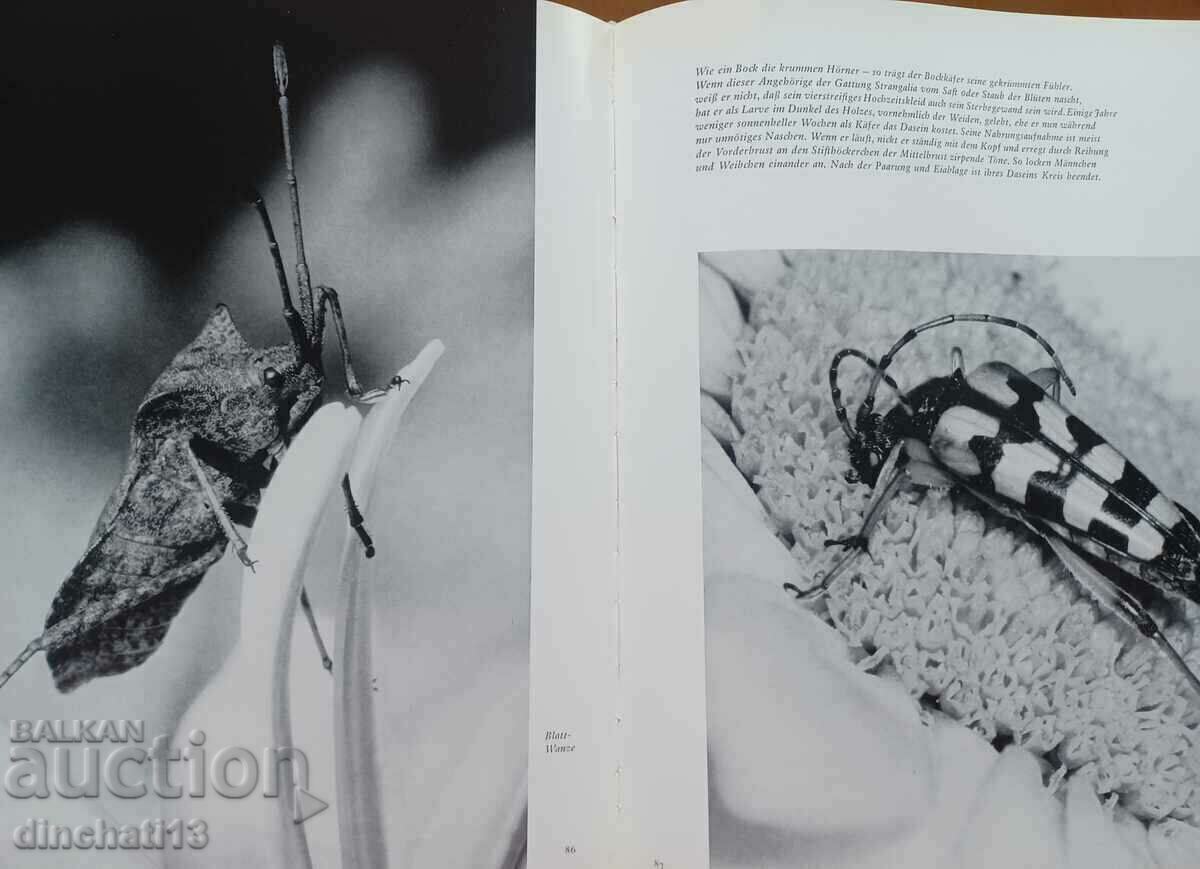 Der Wald ist voller Wunder: Doering. Hornsmann. The forest - 5 Der Wald ist voller Wunder: Doering. Hornsmann. The forest - 5