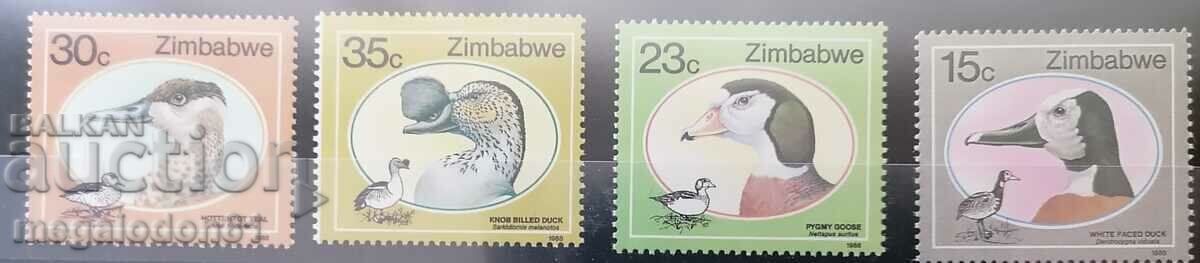 Zimbabwe - ducks