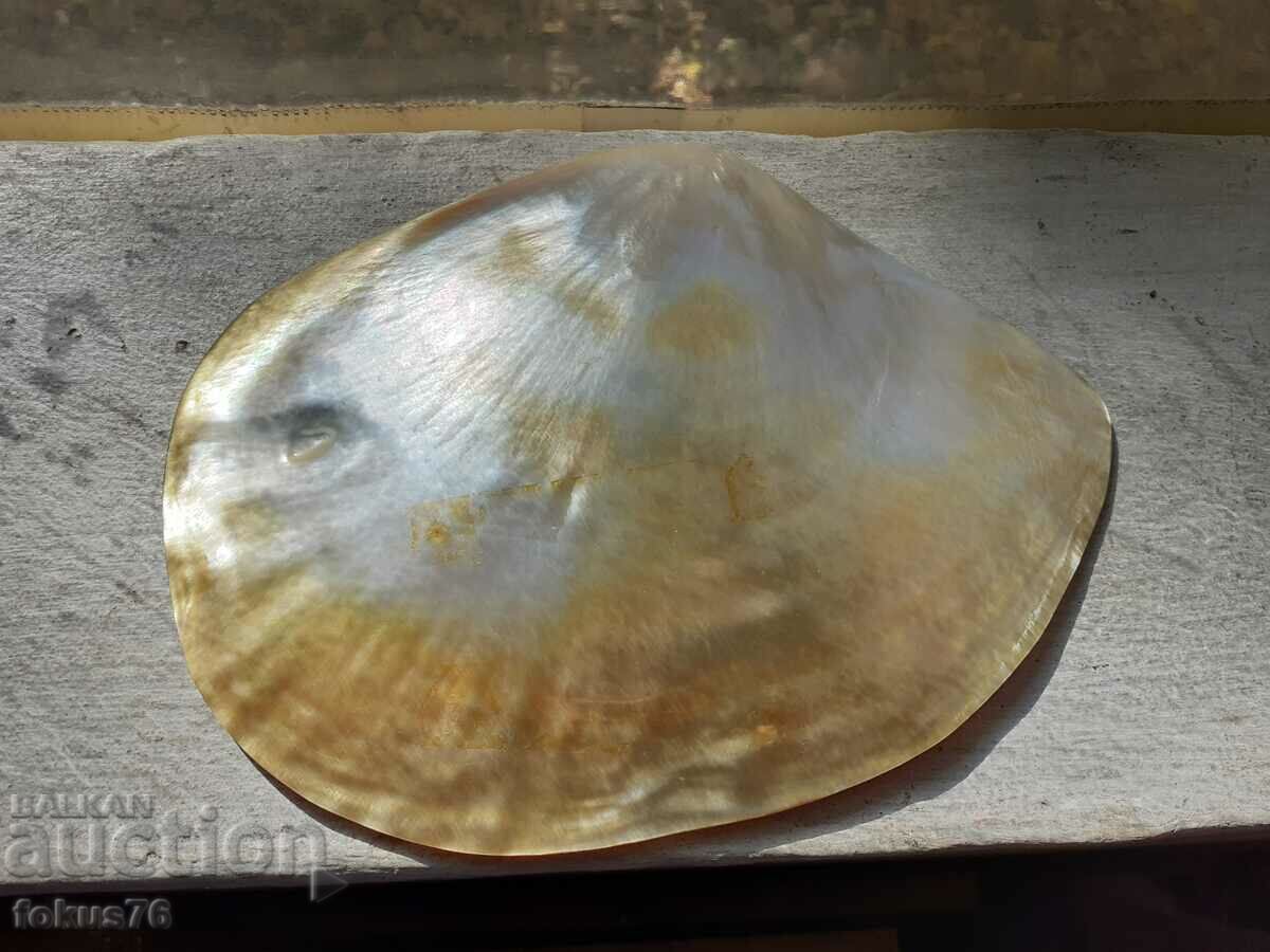 Large mother-of-pearl shell with silver appliqué - 5 Large mother-of-pearl shell with silver appliqué - 5