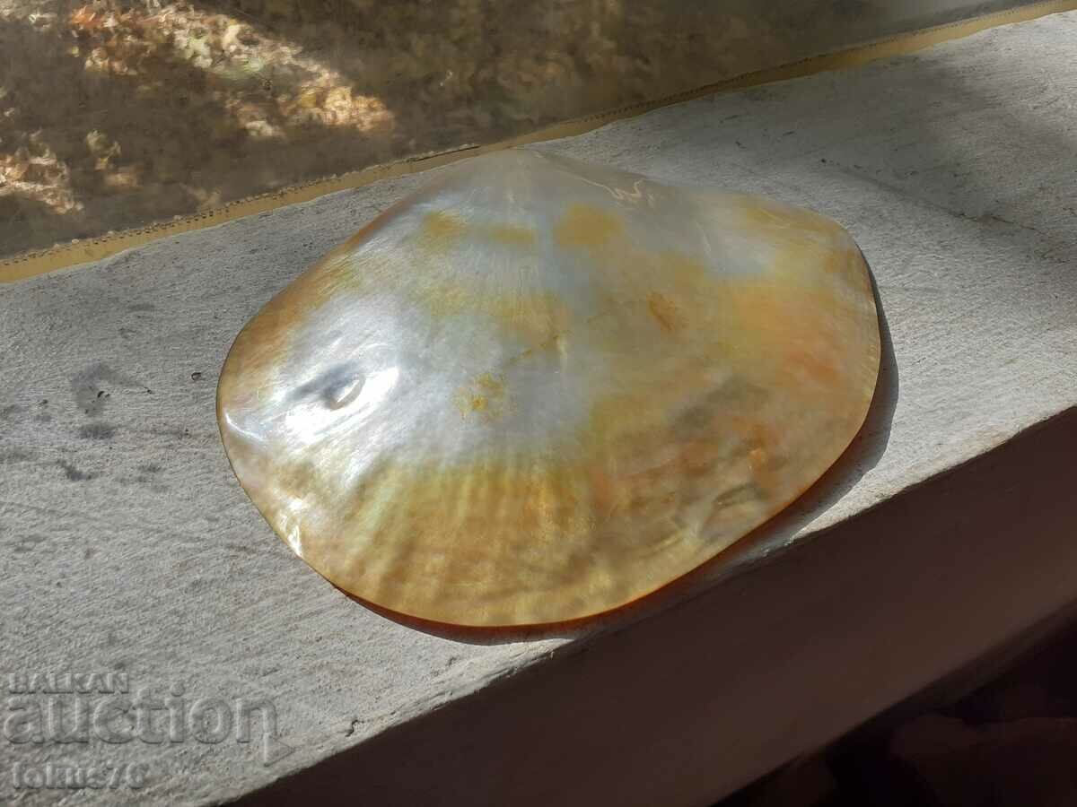 Large mother-of-pearl shell with silver appliqué - 6 Large mother-of-pearl shell with silver appliqué - 6