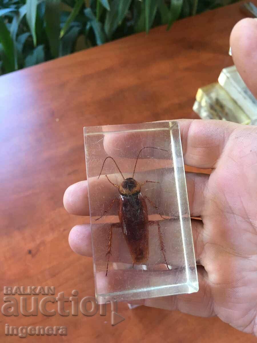 BEETLE INSECT RESIN CAST-7.3 X 4 X 2.5 CM FROM COLLECTION