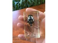 BEETLE INSECT RESIN CAST-7.3 X 4 X 2.5 CM FROM COLLECTION