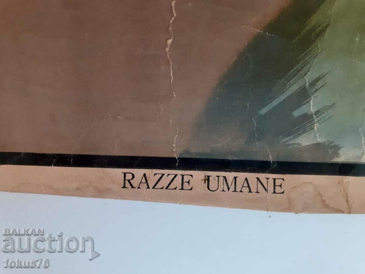 Auction Very old poster anthropological print Human Races 1925. Auction Very old poster anthropological print Human Races 1925.