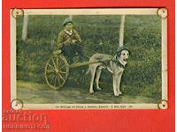 NOT USED - CARD DOG with SPORTS TROLLEY