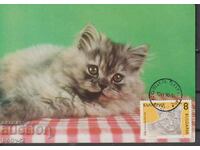 Κάρτα μέγ. Γάτες 1