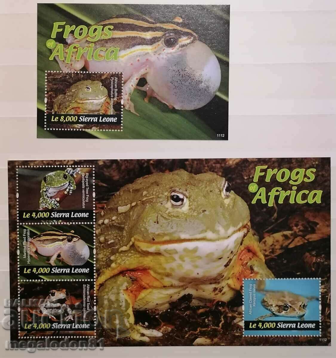Sierra Leone - fauna, frogs