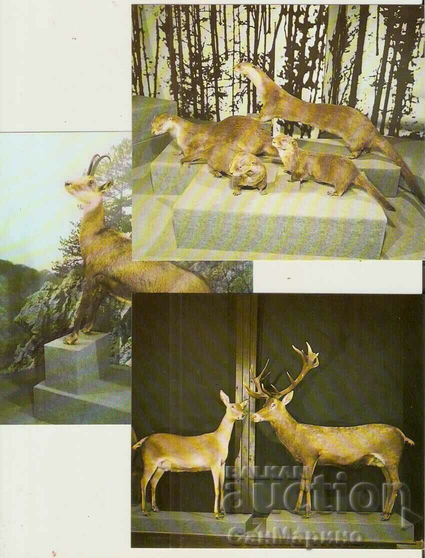 Card Bulgaria village of Cherni Osam Album with views 15 pieces* - 7 Card Bulgaria village of Cherni Osam Album with views 15 pieces* - 7