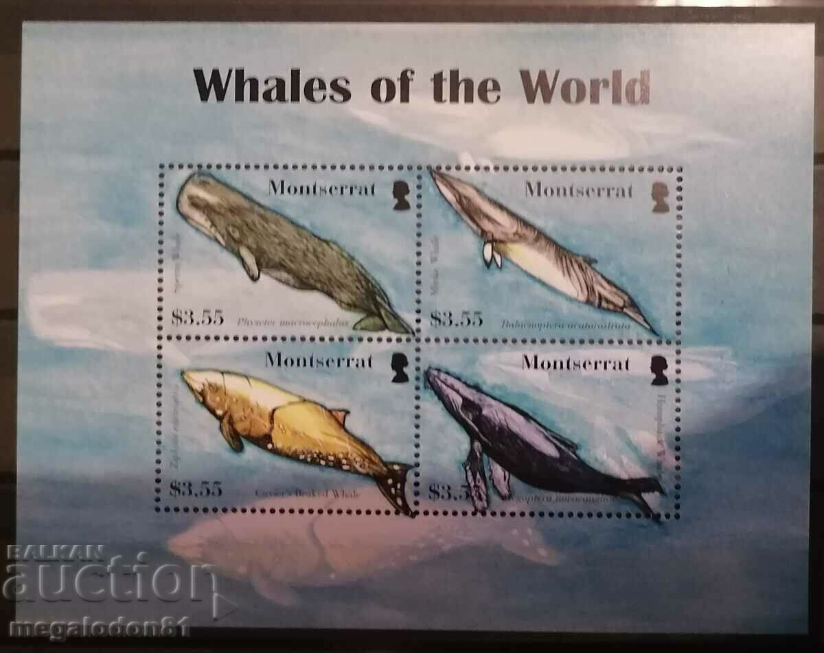 Montserrat - fauna, balene