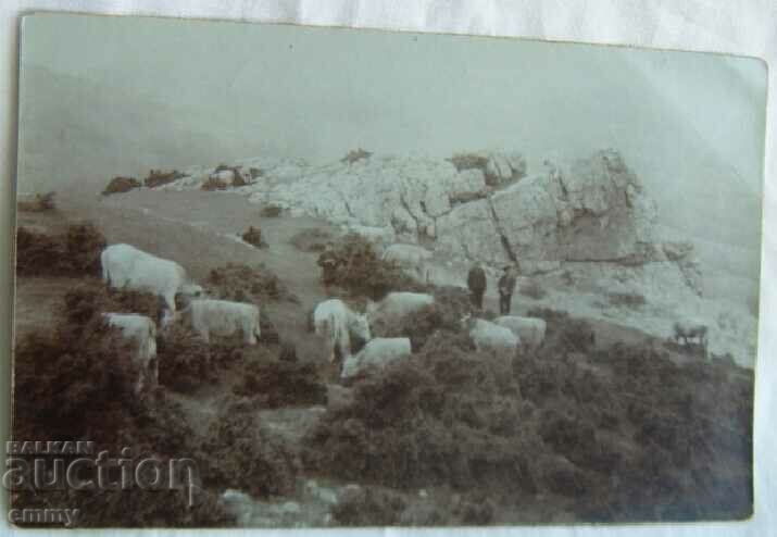 Стара снимка картичка - връх Бабка/Баба и стадо крави