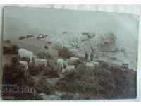 Стара снимка картичка - връх Бабка/Баба и стадо крави