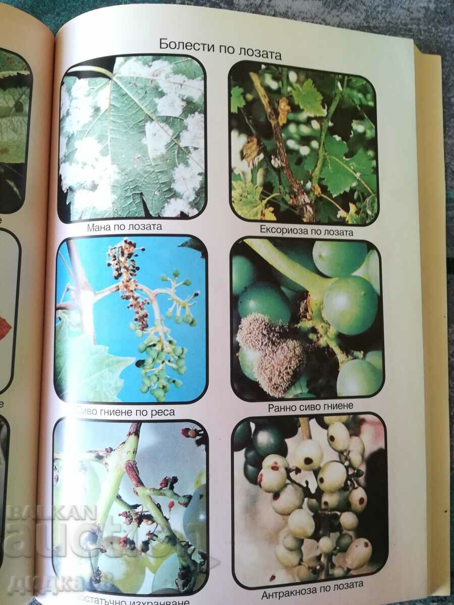 Delivery of Plant protection calendar / Vasil Malinov Delivery of Plant protection calendar / Vasil Malinov