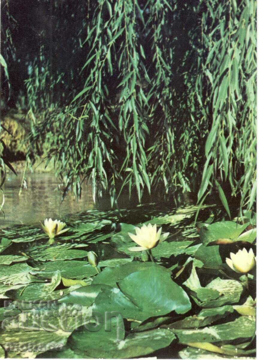 Παλιά καρτ ποστάλ - ποταμός Ropotamo, νούφαρα