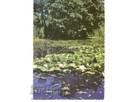 Old postcard - Ropotamo river, Water lilies
