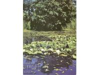 Old postcard - Ropotamo river, Water lilies