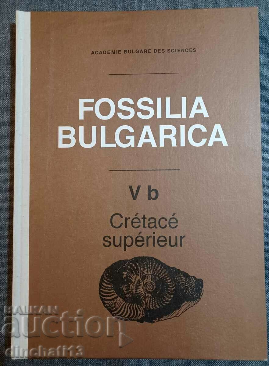 Fossilia Bulgarica. Τόμος 5β: Crétacé Supérieur. Τα απολιθώματα