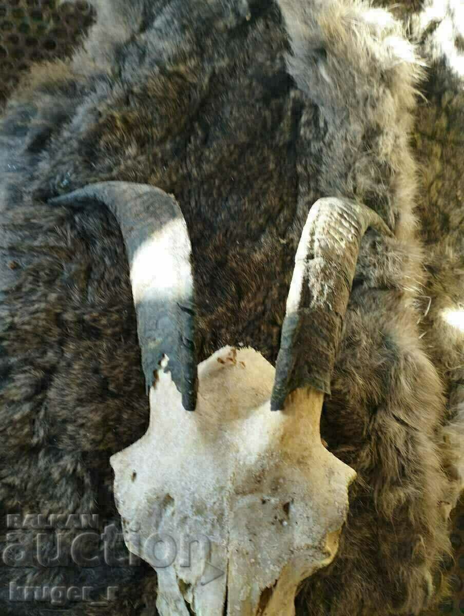 Goat horns