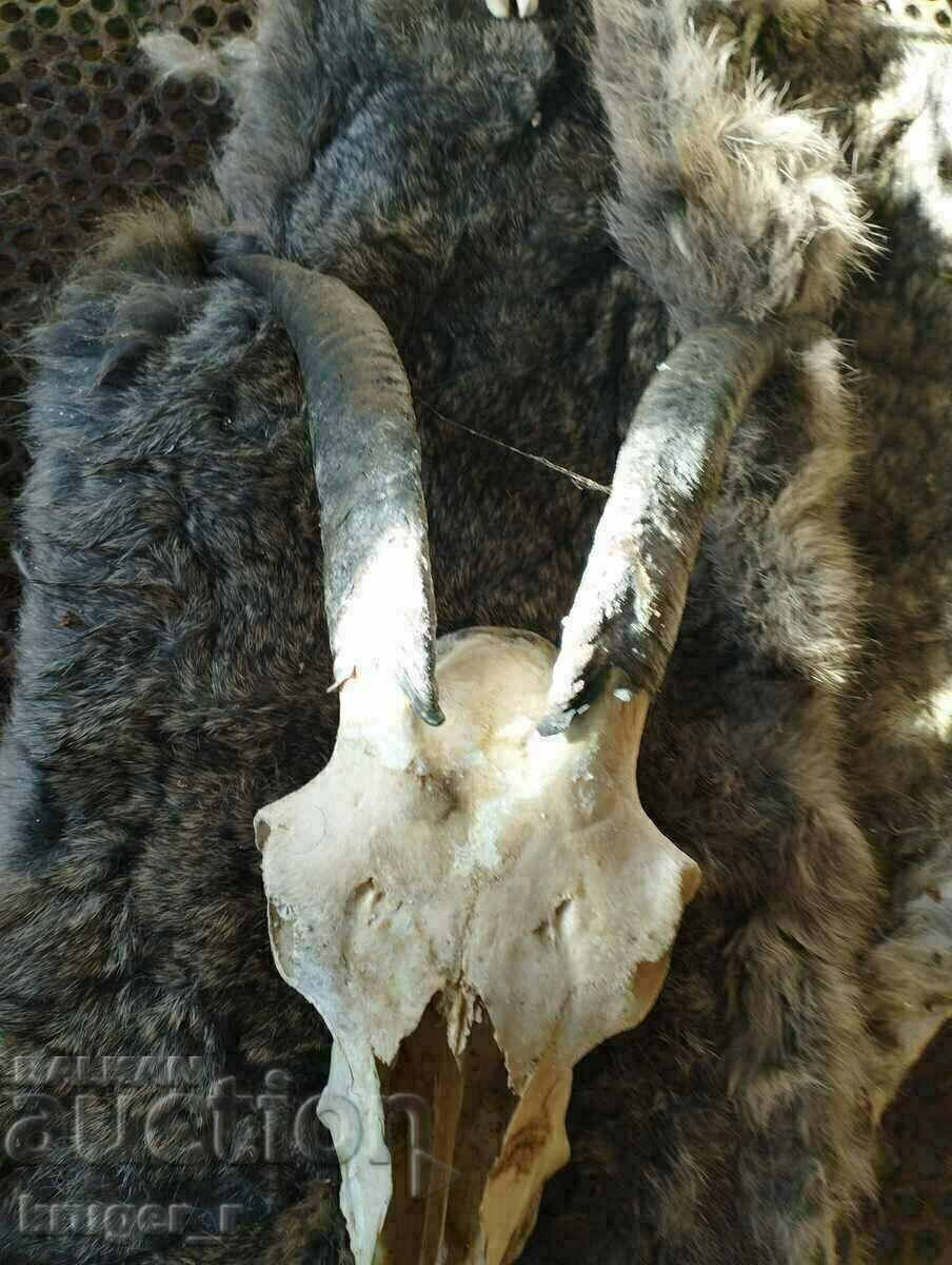 Рога от коза