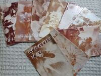 Sp. ΜΕΛΙΣΣΟΚΟΜΙΑ '81