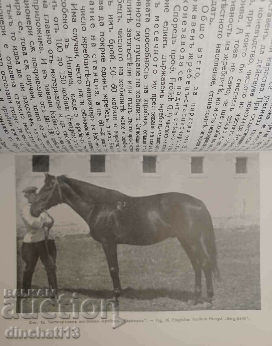 Auction Contribution to horse breeding in Bulgaria - Kabiyuk. Kon Kabiyuk Auction Contribution to horse breeding in Bulgaria - Kabiyuk. Kon Kabiyuk