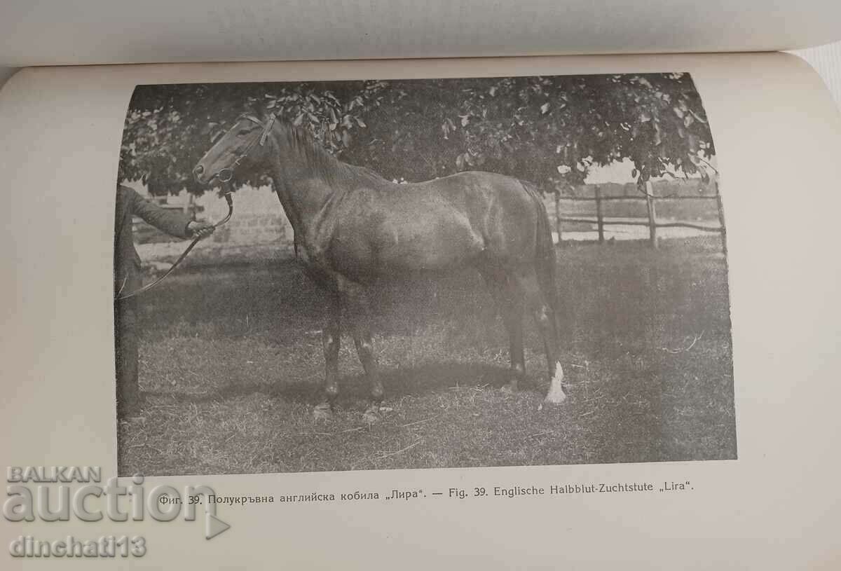 Contribution to horse breeding in Bulgaria - Kabiyuk. Kon Kabiyuk - 6 Contribution to horse breeding in Bulgaria - Kabiyuk. Kon Kabiyuk - 6