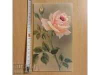 Картичка роза Postcard rose