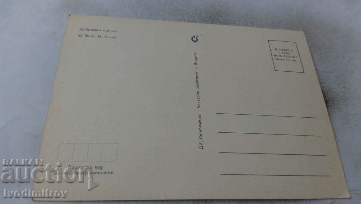 Doberman pinscher postcard 1981 with price 0.75 BGN | € 0.38 Doberman pinscher postcard 1981 with price 0.75 BGN | € 0.38