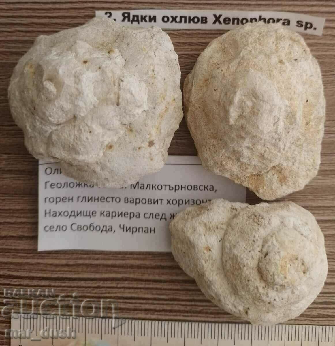 Фосили охлюви от България