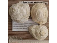 Απολιθωμένα σαλιγκάρια από τη Βουλγαρία