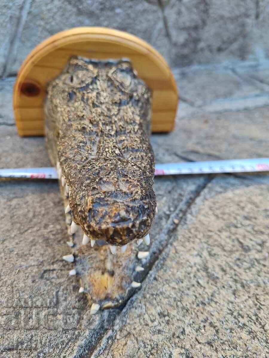 Crocodile, head. Trophy. with price 175.00 BGN | € 89.48