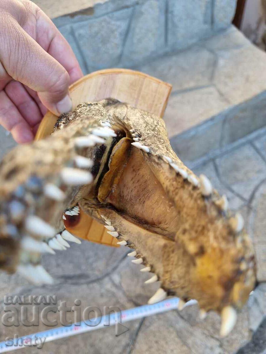 Delivery of Crocodile, head. Trophy.