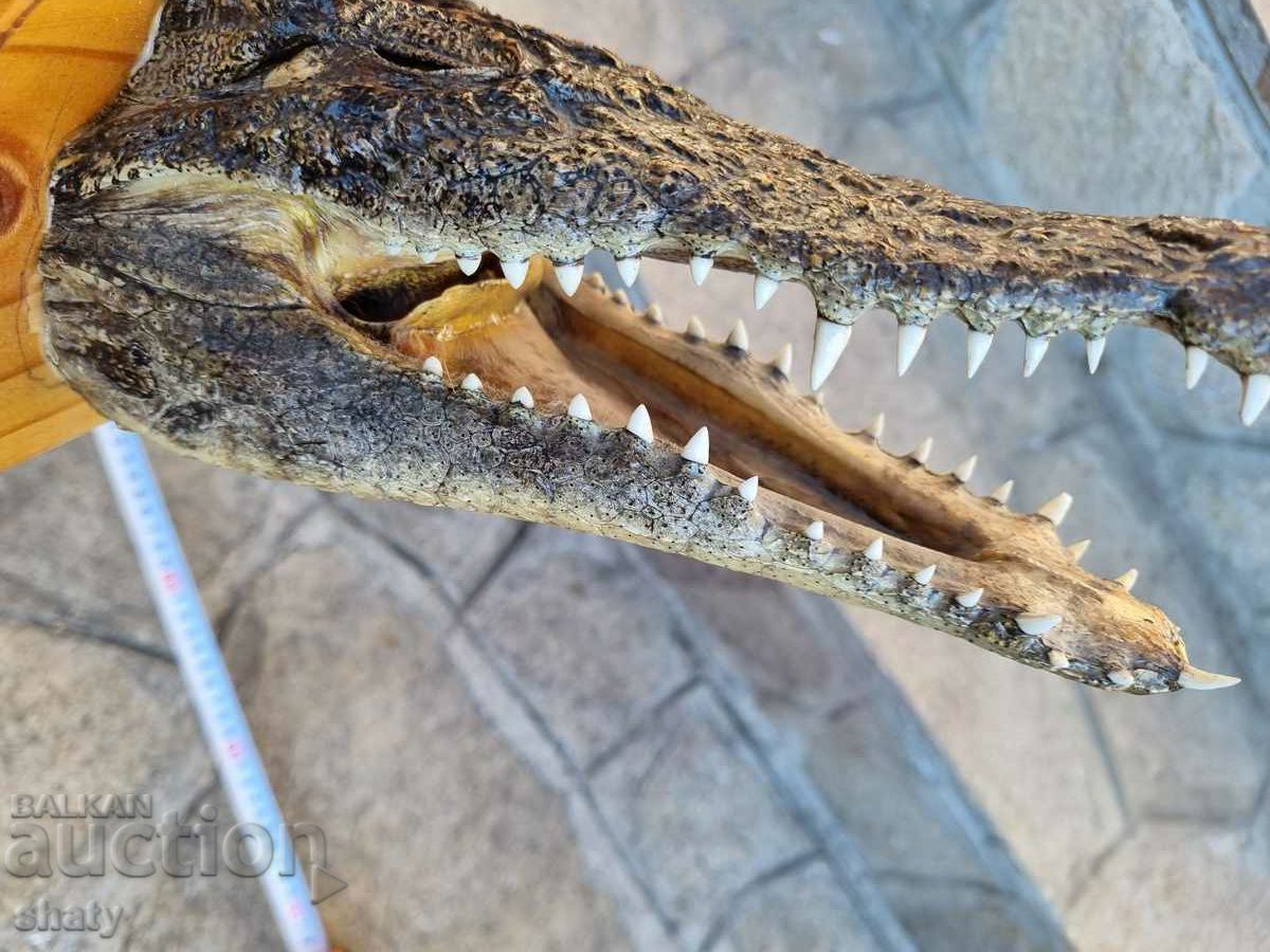 Crocodile, head. Trophy. - 6