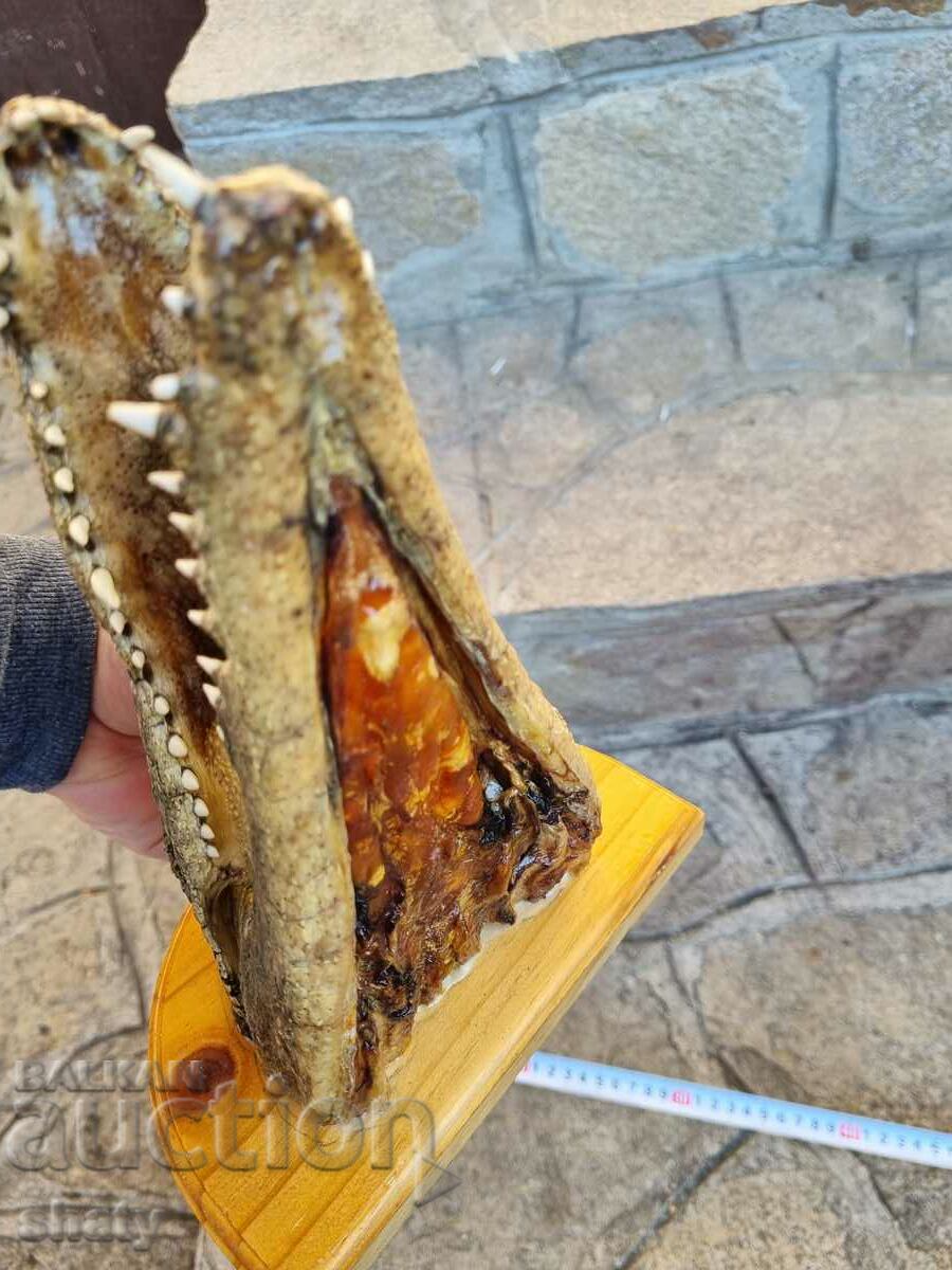 Crocodile, head. Trophy. - 7
