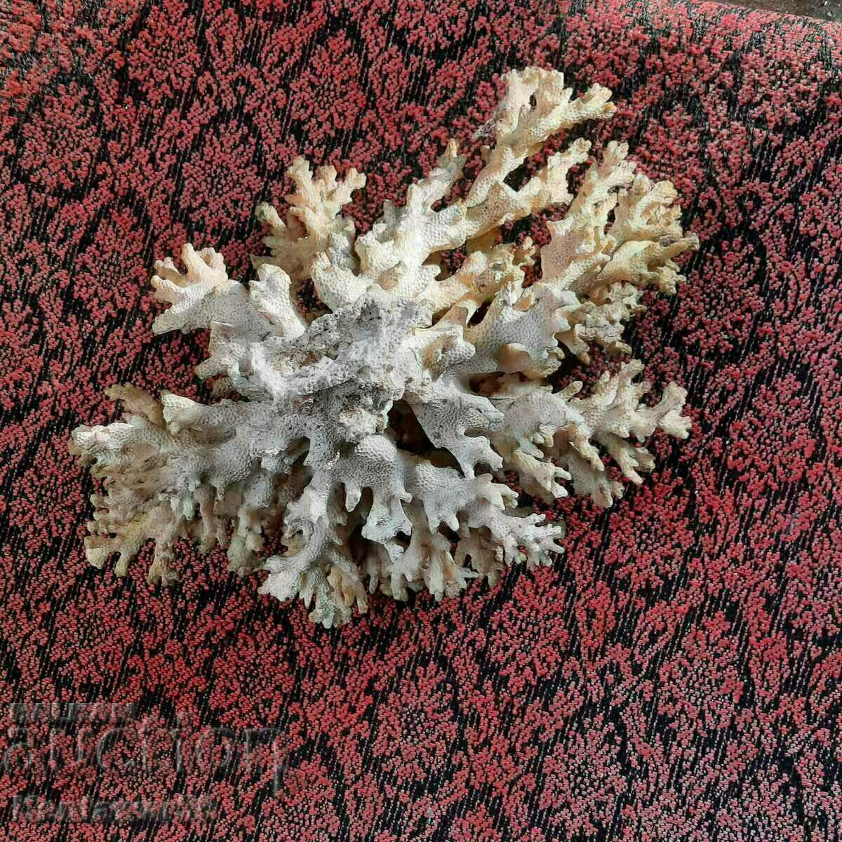 Μεγάλο φυσικό λευκό κοράλλι.